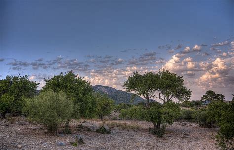 Más de 300 fotos de Fincas y Mallorca gratis